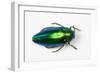 Jewel Beetle Sternocera Aequisignata in Bright Green-Darrell Gulin-Framed Photographic Print