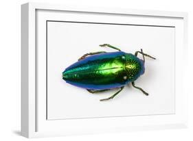 Jewel Beetle Sternocera Aequisignata in Bright Green-Darrell Gulin-Framed Photographic Print