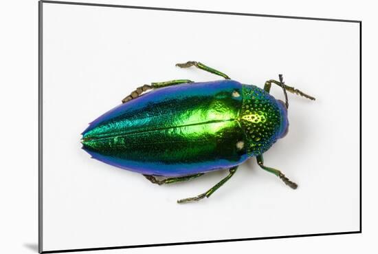 Jewel Beetle Sternocera Aequisignata in Bright Green-Darrell Gulin-Mounted Photographic Print