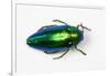 Jewel Beetle Sternocera Aequisignata in Bright Green-Darrell Gulin-Framed Photographic Print