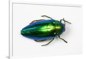 Jewel Beetle Sternocera Aequisignata in Bright Green-Darrell Gulin-Framed Photographic Print