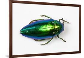 Jewel Beetle Sternocera Aequisignata in Bright Green-Darrell Gulin-Framed Photographic Print