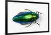 Jewel Beetle Sternocera Aequisignata in Bright Green-Darrell Gulin-Framed Photographic Print