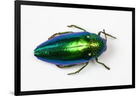 Jewel Beetle Sternocera Aequisignata in Bright Green-Darrell Gulin-Framed Photographic Print