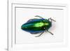 Jewel Beetle Sternocera Aequisignata in Bright Green-Darrell Gulin-Framed Photographic Print