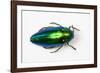 Jewel Beetle Sternocera Aequisignata in Bright Green-Darrell Gulin-Framed Photographic Print