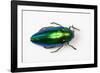 Jewel Beetle Sternocera Aequisignata in Bright Green-Darrell Gulin-Framed Photographic Print