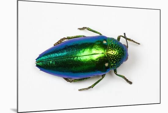 Jewel Beetle Sternocera Aequisignata in Bright Green-Darrell Gulin-Mounted Photographic Print