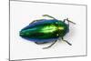 Jewel Beetle Sternocera Aequisignata in Bright Green-Darrell Gulin-Mounted Photographic Print