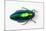 Jewel Beetle Sternocera Aequisignata in Bright Green-Darrell Gulin-Mounted Photographic Print