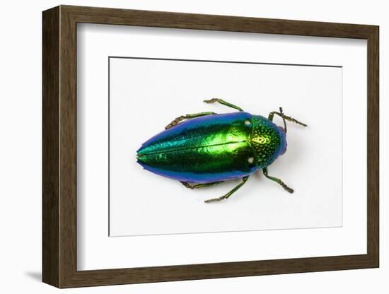 Jewel Beetle Sternocera Aequisignata in Bright Green-Darrell Gulin-Framed Photographic Print