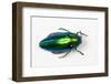 Jewel Beetle Sternocera Aequisignata in Bright Green-Darrell Gulin-Framed Photographic Print