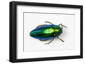 Jewel Beetle Sternocera Aequisignata in Bright Green-Darrell Gulin-Framed Photographic Print