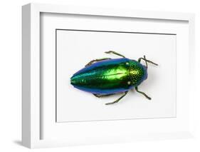 Jewel Beetle Sternocera Aequisignata in Bright Green-Darrell Gulin-Framed Photographic Print