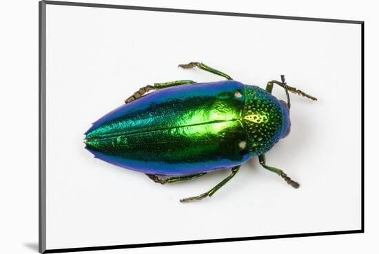 Jewel Beetle Sternocera Aequisignata in Bright Green-Darrell Gulin-Mounted Photographic Print