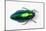 Jewel Beetle Sternocera Aequisignata in Bright Green-Darrell Gulin-Mounted Photographic Print