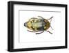 Jewel Beetle Sternocera Castanea Boucardii from Tanzania, Africa-Darrell Gulin-Framed Photographic Print