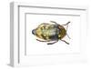 Jewel Beetle Sternocera Castanea Boucardii from Tanzania, Africa-Darrell Gulin-Framed Photographic Print