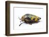 Jewel Beetle Sternocera Castanea Boucardii from Tanzania, Africa-Darrell Gulin-Framed Photographic Print