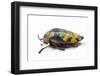 Jewel Beetle Sternocera Castanea Boucardii from Tanzania, Africa-Darrell Gulin-Framed Photographic Print