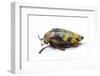 Jewel Beetle Sternocera Castanea Boucardii from Tanzania, Africa-Darrell Gulin-Framed Photographic Print