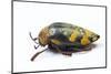 Jewel Beetle Sternocera Castanea Boucardii from Tanzania, Africa-Darrell Gulin-Mounted Photographic Print