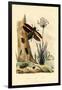 Jewel Beetles, 1833-39-null-Framed Giclee Print