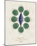 Jewel Box I-Amy Shaw-Mounted Giclee Print