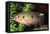 Jewel Cichlid-null-Framed Stretched Canvas