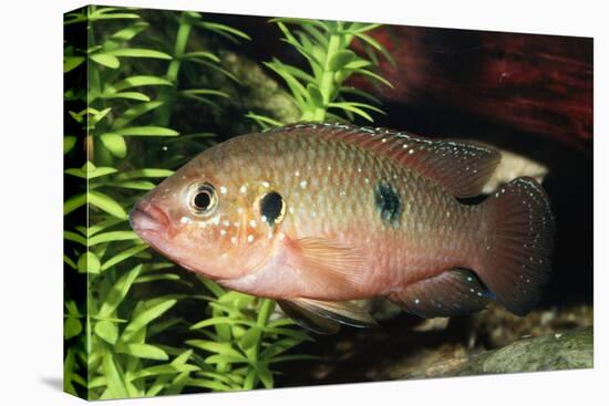Jewel Cichlid-null-Stretched Canvas