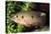 Jewel Cichlid-null-Stretched Canvas