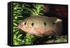 Jewel Cichlid-null-Framed Stretched Canvas