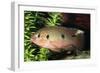 Jewel Cichlid-null-Framed Photographic Print