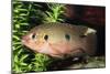 Jewel Cichlid-null-Mounted Photographic Print