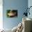 Jewel Cichlid-null-Photographic Print displayed on a wall