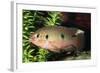 Jewel Cichlid-null-Framed Photographic Print