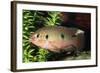 Jewel Cichlid-null-Framed Photographic Print