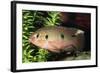 Jewel Cichlid-null-Framed Photographic Print