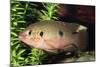 Jewel Cichlid-null-Mounted Photographic Print