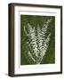 Jewel Ferns I-James Burghardt-Framed Art Print