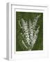 Jewel Ferns I-James Burghardt-Framed Art Print