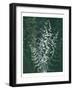 Jewel Ferns II-James Burghardt-Framed Art Print