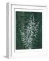 Jewel Ferns II-James Burghardt-Framed Art Print