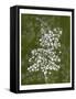 Jewel Ferns III-James Burghardt-Framed Stretched Canvas