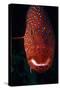 Jewel Grouper, Cephalopholis Miniata-Jeff Rotman-Stretched Canvas