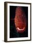 Jewel Grouper, Cephalopholis Miniata-Jeff Rotman-Framed Photographic Print