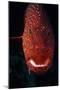 Jewel Grouper, Cephalopholis Miniata-Jeff Rotman-Mounted Photographic Print