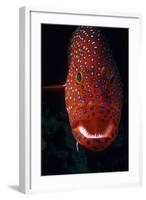 Jewel Grouper, Cephalopholis Miniata-Jeff Rotman-Framed Photographic Print