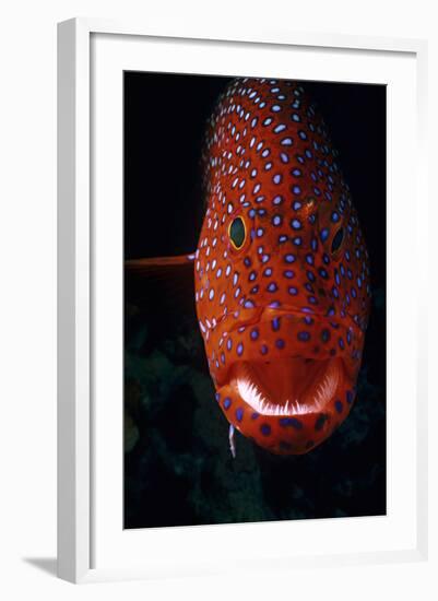 Jewel Grouper, Cephalopholis Miniata-Jeff Rotman-Framed Photographic Print