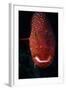 Jewel Grouper, Cephalopholis Miniata-Jeff Rotman-Framed Photographic Print